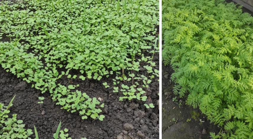 совместные посадки