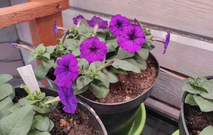 совместные посадки овощей и цветов