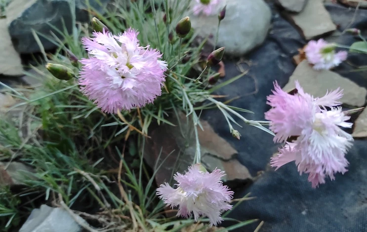 какие цветы сажать с овощами