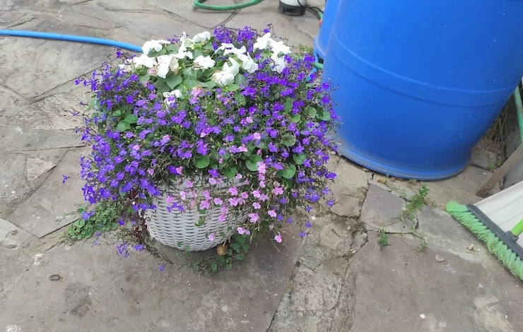 овощи и цветы на одной грядке