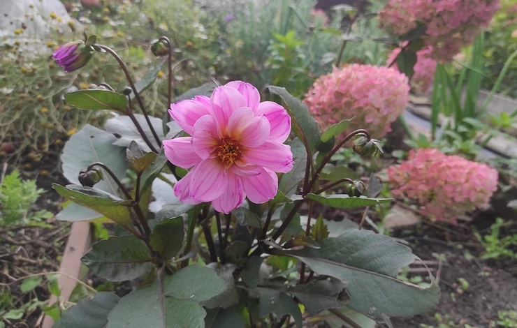 что с чем сажать