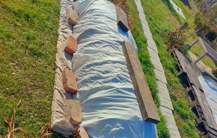 когда снимать укрытие с роз