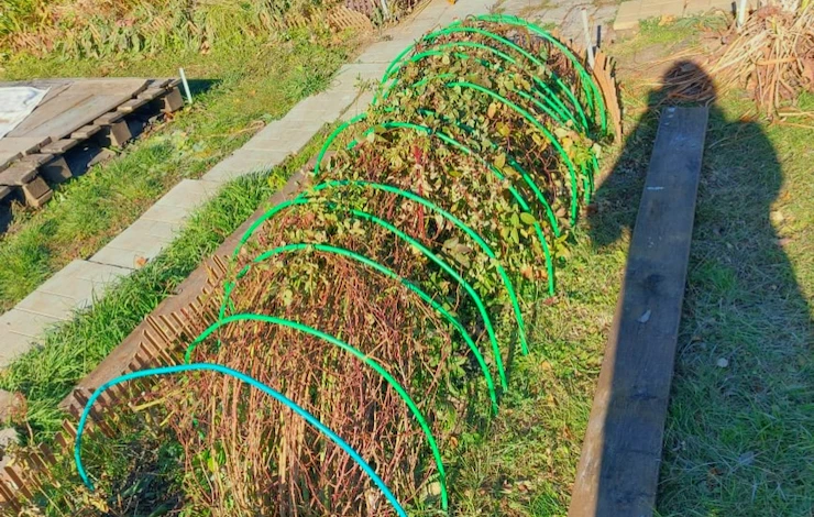 Когда открывать розы