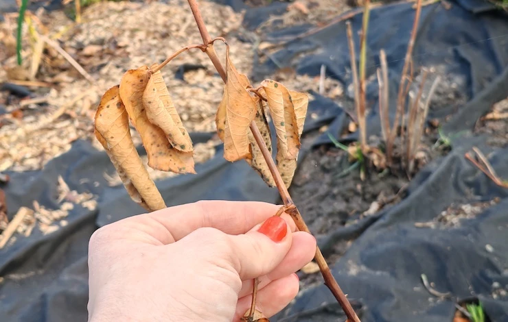 Обрезка роз весной