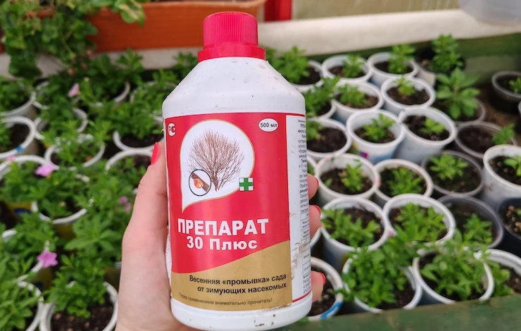 обработка роз от болезней весной