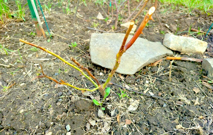 уход за розами весной