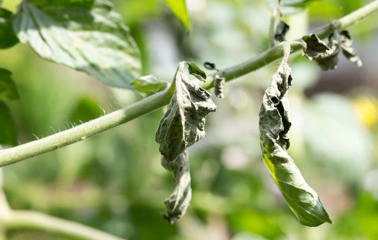 фитофтороз томатов