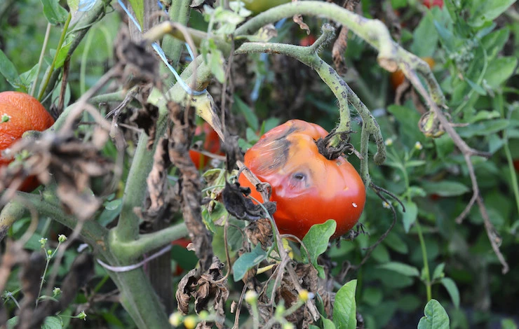 фитофтороз на томатах