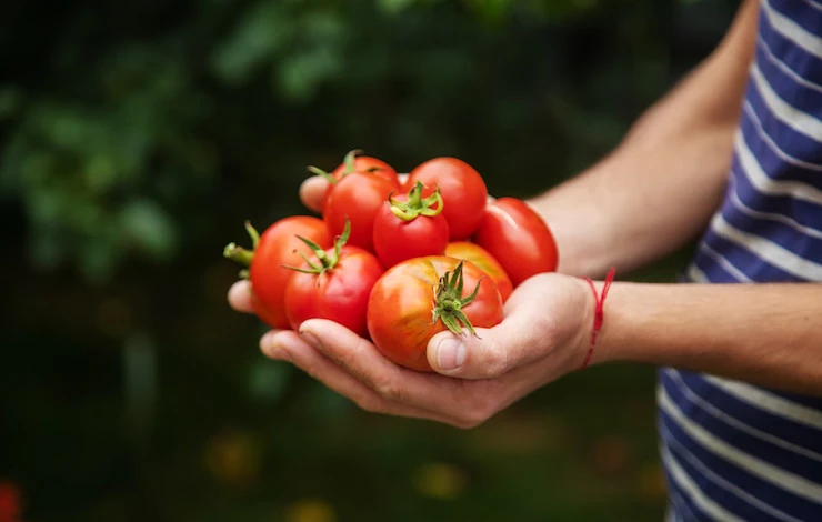 фитофтора на томатах лечение