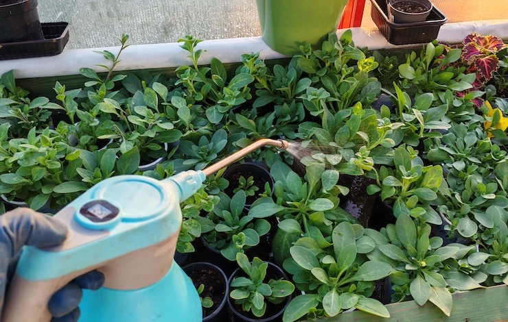 обработка петуний