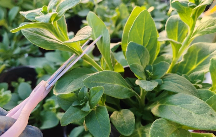 обрезка петунии