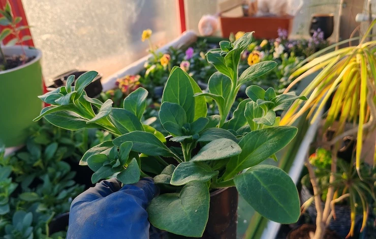 как обрезать петунии