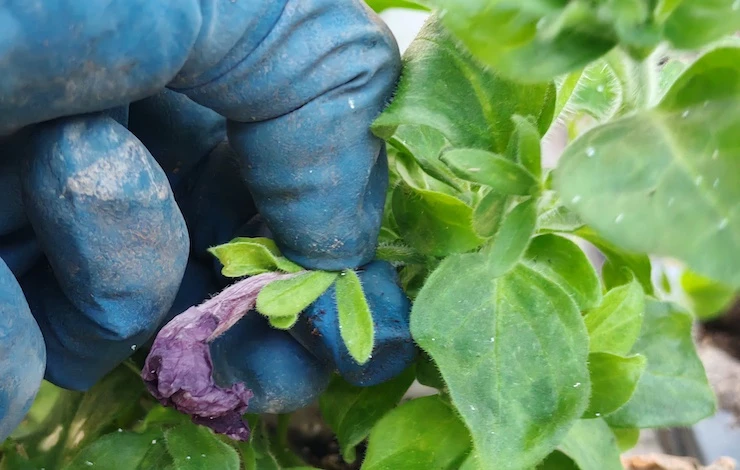 прищипывание петунии