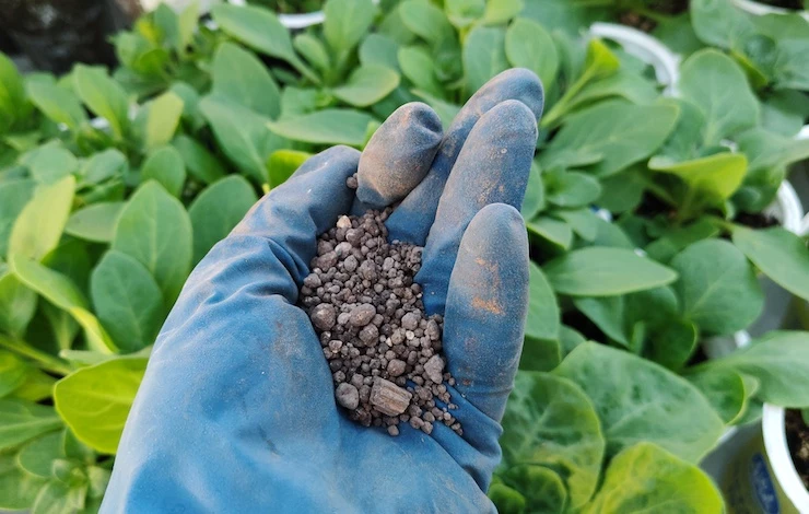 дренаж для петунии