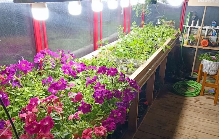 как ухаживать за петуниями