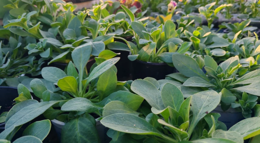 выращивание петунии