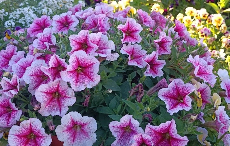 как вырастить петунии