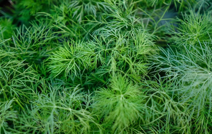 Посадка зелени в июне