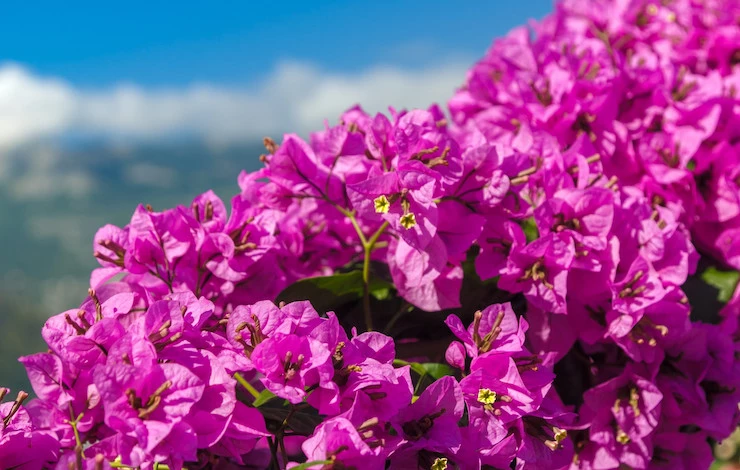 какие цветы сажать в июне