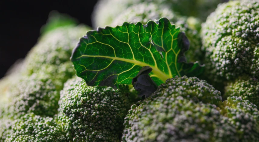 Посадка капусты в июне