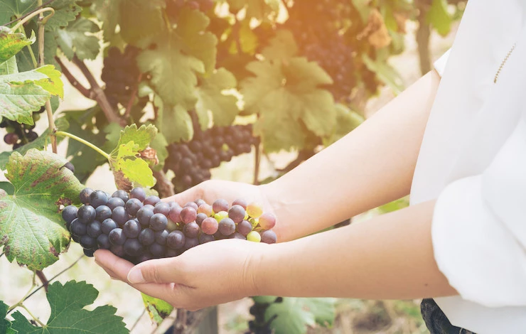 обработка винограда от болезней