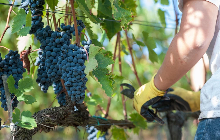 чем обработать виноград