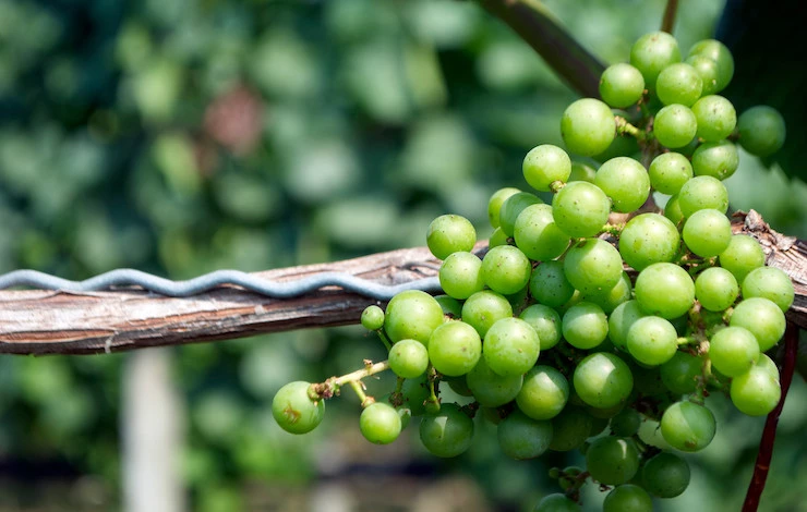 Чем опрыскать виноград