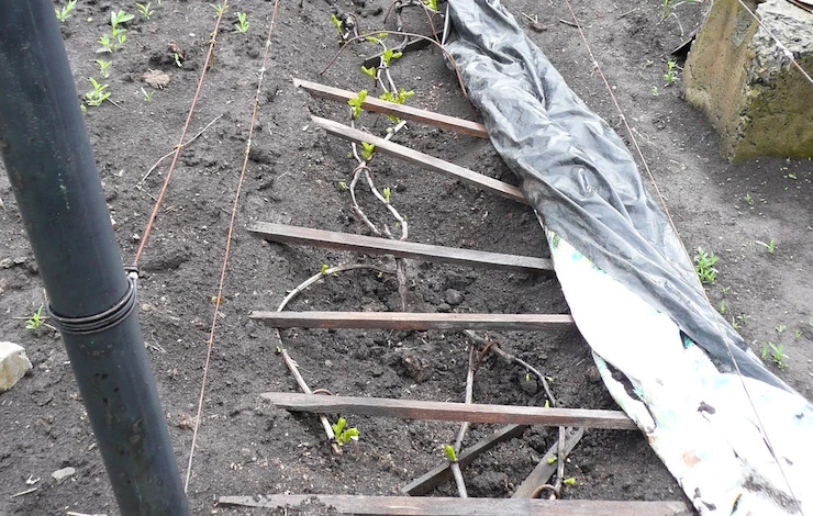 когда снимать укрытие с винограда