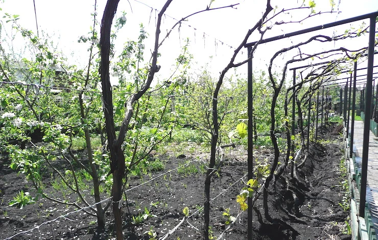 подвязывание винограда