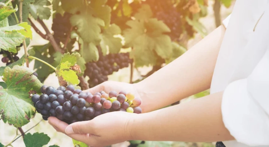 обработка винограда весной