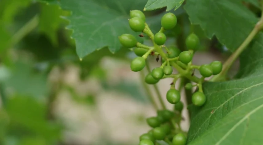 обработка винограда от болезней