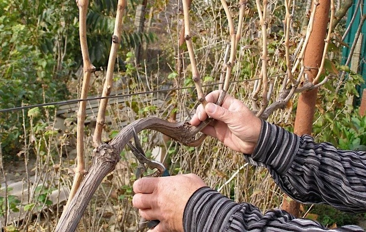 выращивание винограда