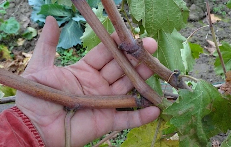 виноград весной