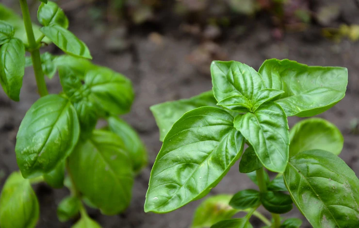 посадка зелени в июне