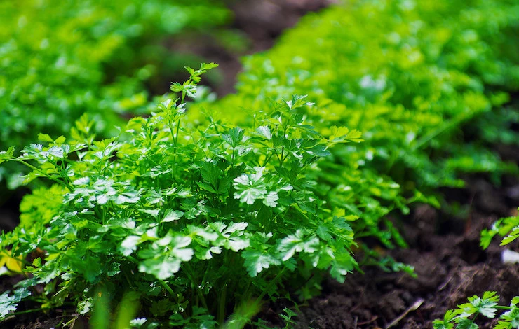 зелень в июне уход