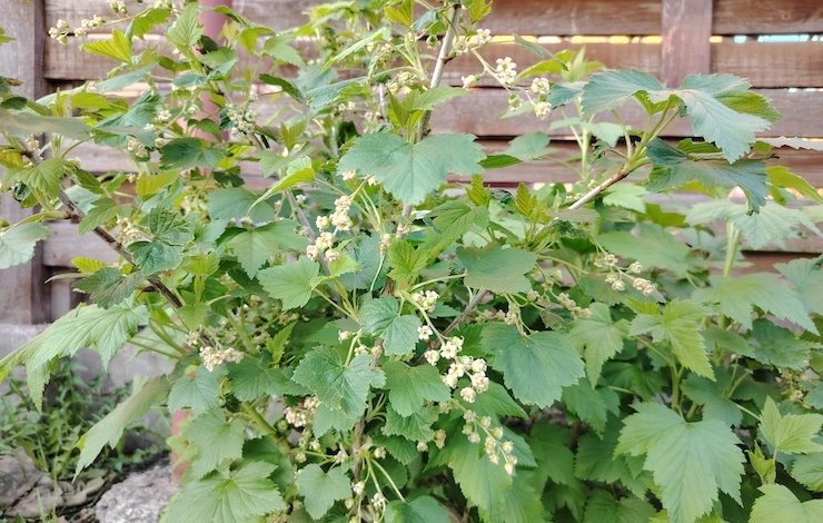 защита растений от холодов