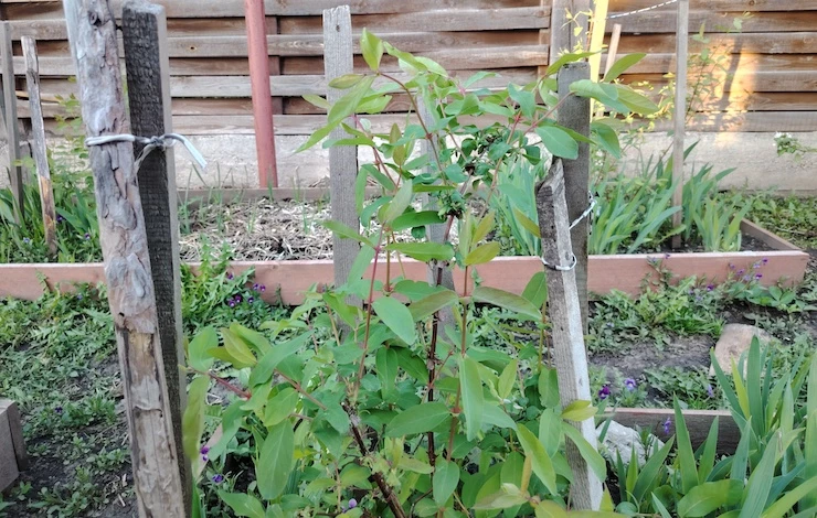 укрытие кустарников