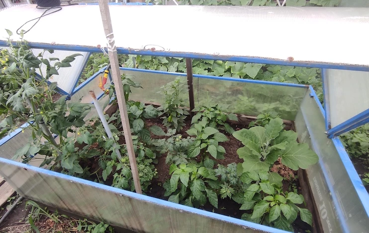 спасти рассаду от морозов весной