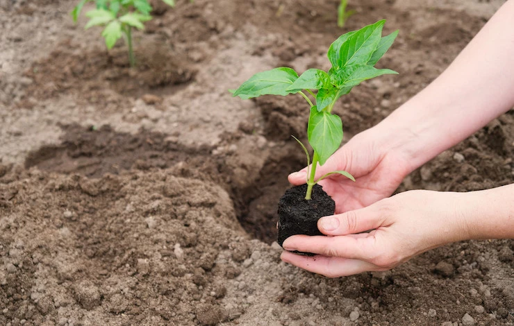 высадка рассады перца