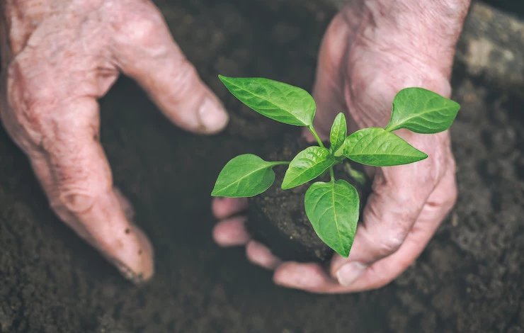 посадка перца в июне