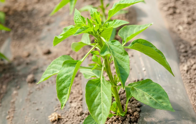 высадка рассады перца в июне