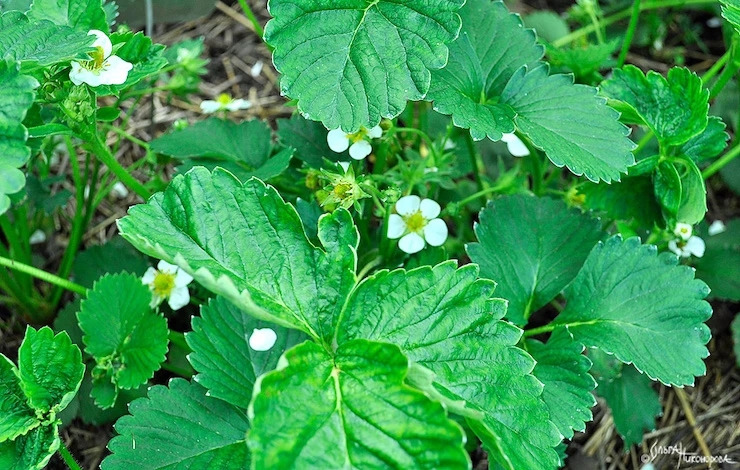 Уход за земляникой садовой в июне