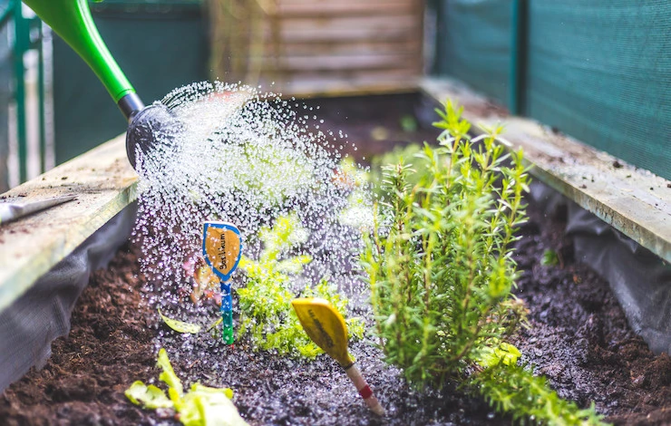 Полив кустарников в жару