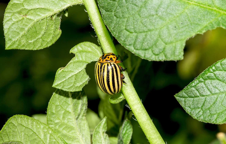 борьба с колорадским жуком в июне