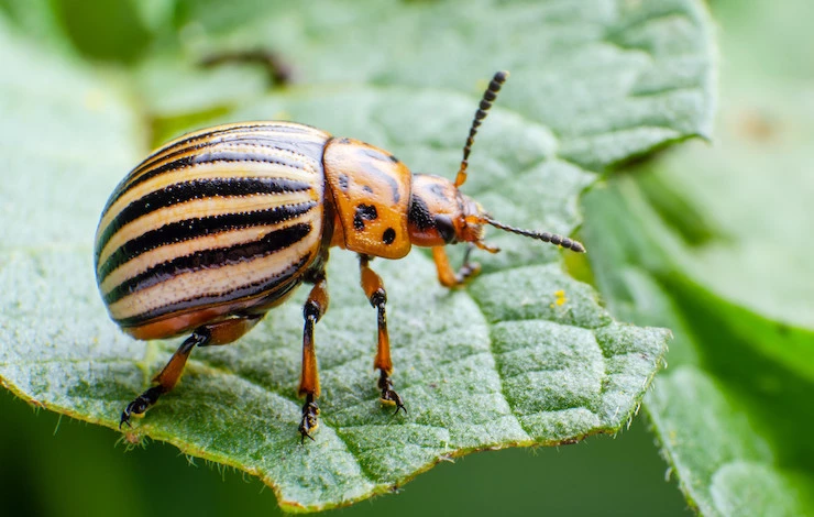 обработка растений от колорадского жука