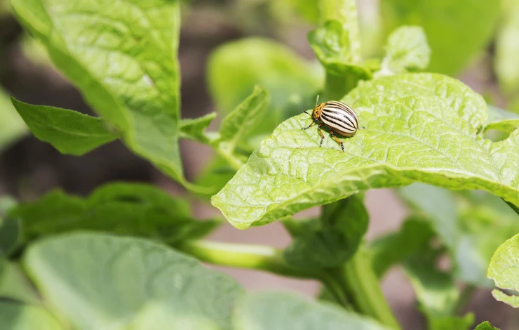 препараты против колорадского жука