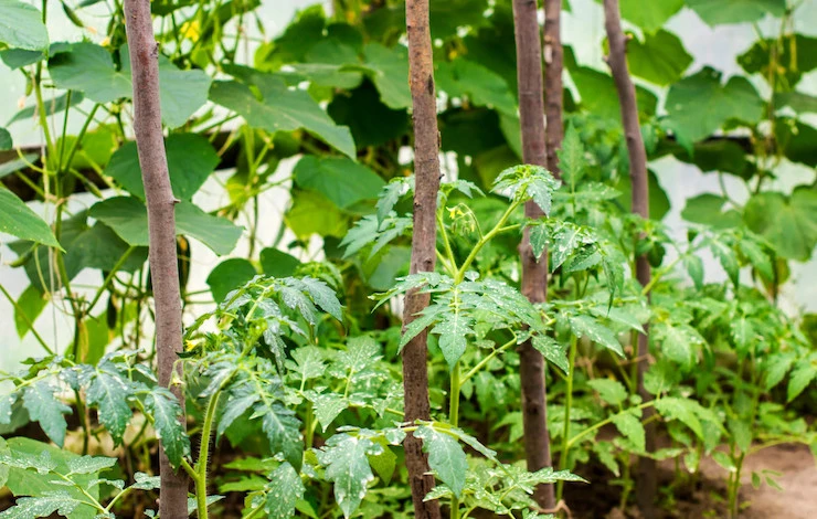 формировка томатов и огурцов