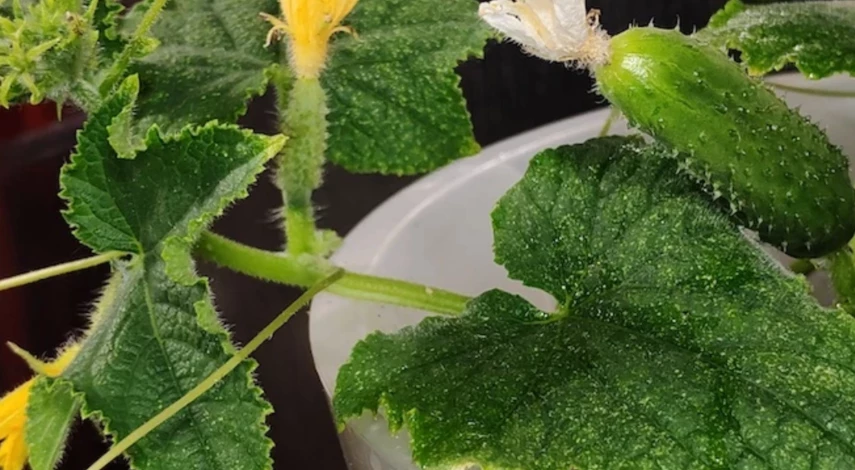 посадка огурцов в мае