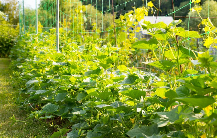 когда сажать огурцы в мае