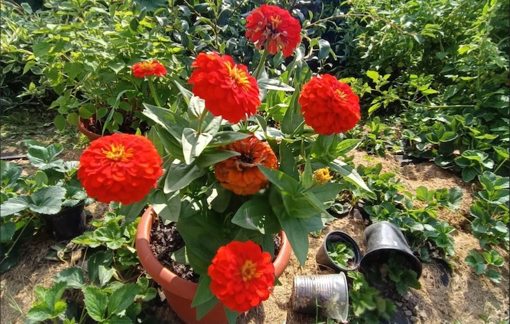 какие цветы посеять в июне